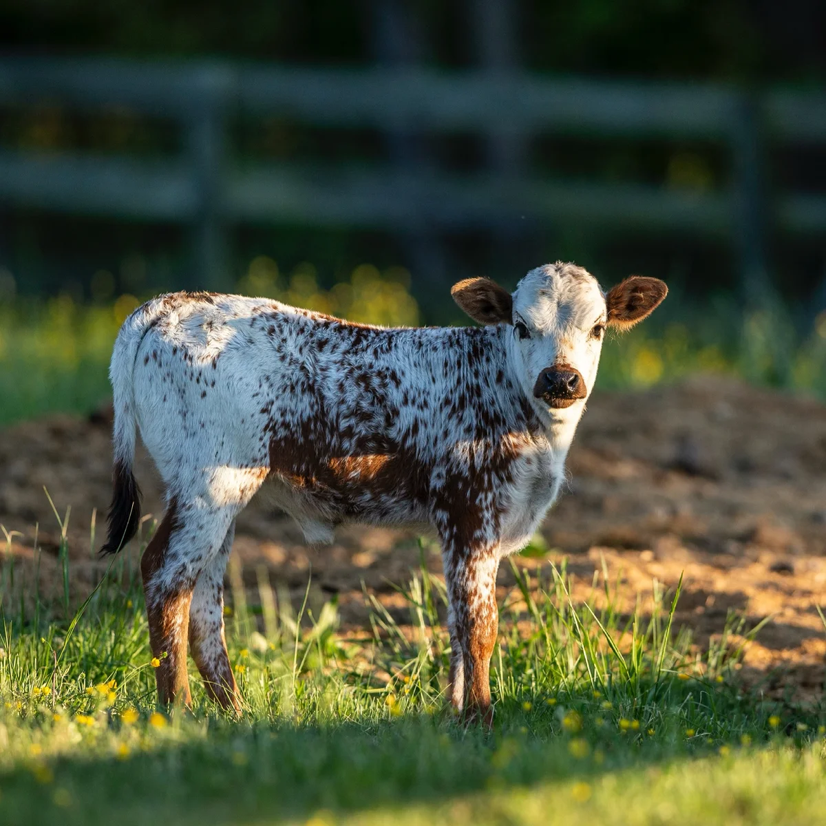 A spotted calf standing in warm sunlight near a pasture fence