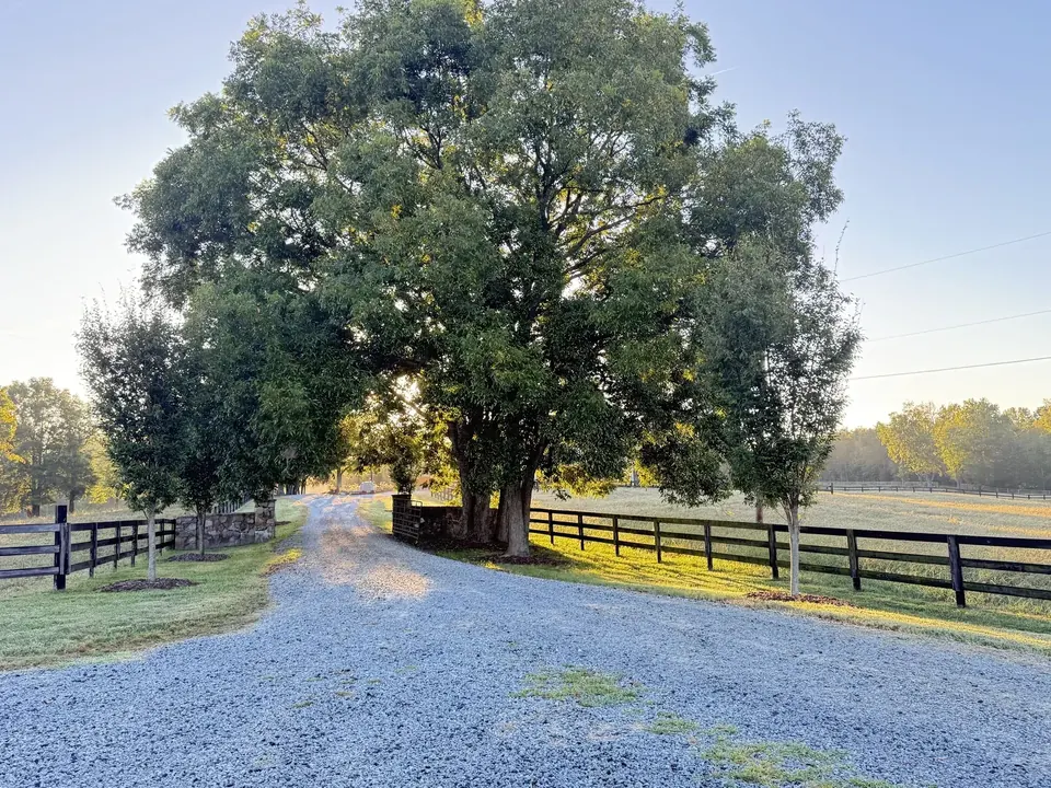 The gravel drive into the Farm passing a large shade tree, stone gate pillars, and black board fencing in early morning light