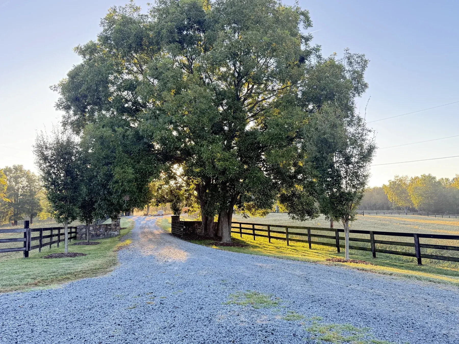 The gravel drive into the Farm passing a large shade tree, stone gate pillars, and black board fencing in early morning light