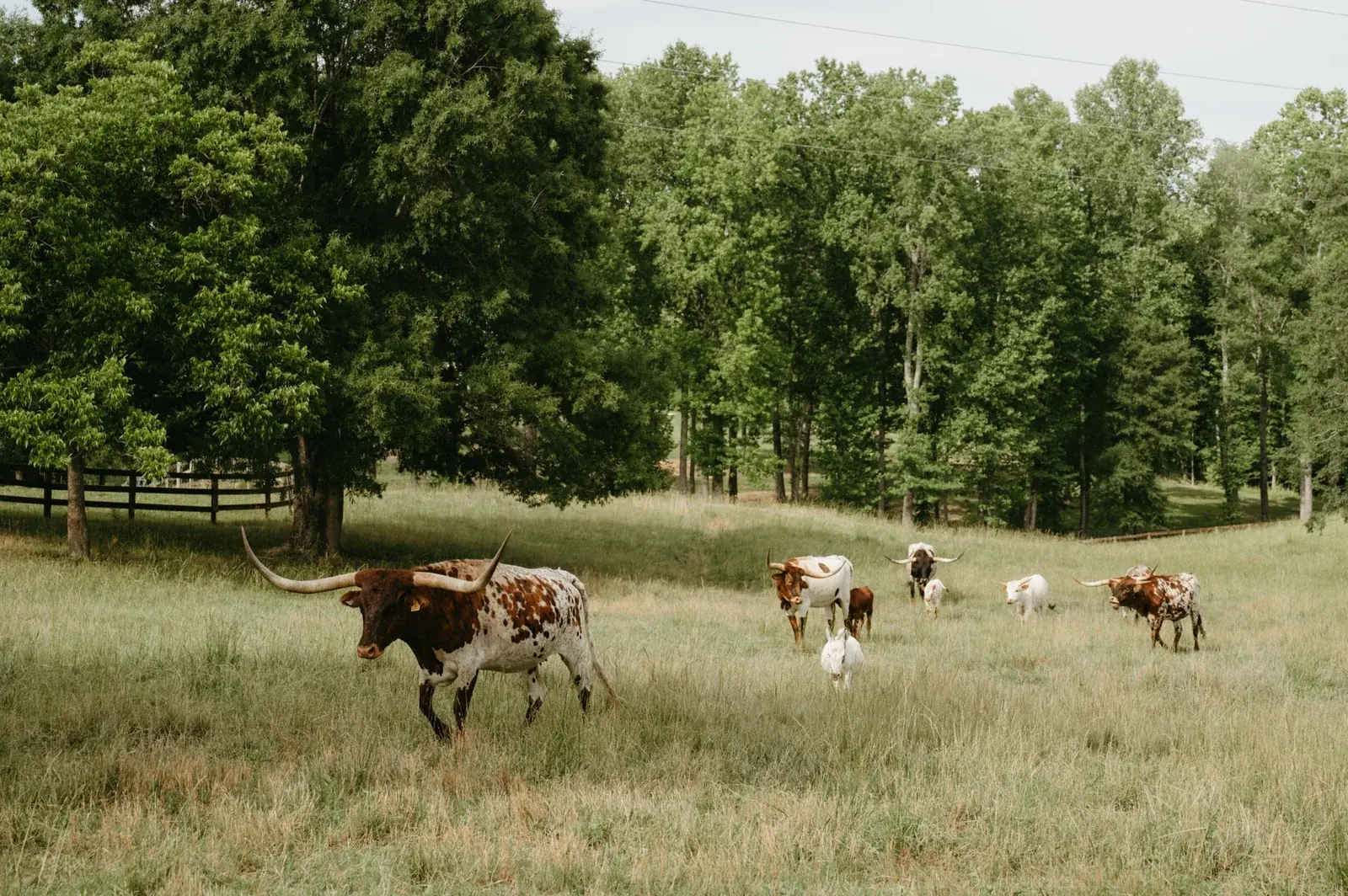 A group of longhorn cattle gathered in a green pasture dotted with yellow flowers